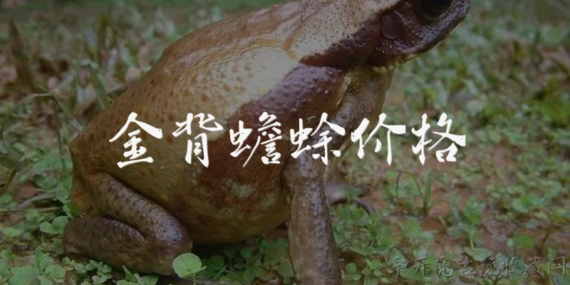 金背蟾蜍价格:金背蟾蜍的市场价格大概是多少？